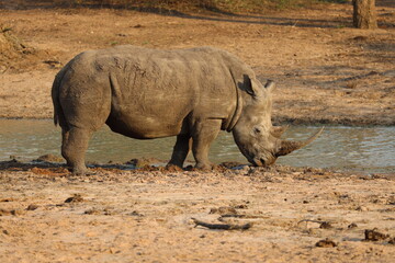 Obraz premium Nashorn