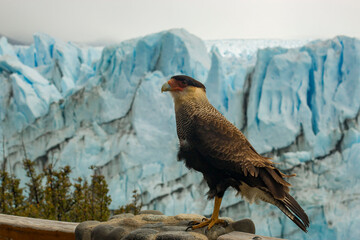 ave bariloche Argentina