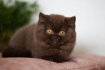 Niedliche Britisch Kurzhaar Kitten Katzenbabys