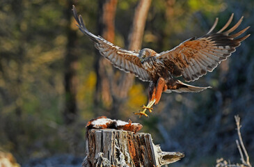 Aguila lagunero en el bosque mediterraneo cazando sus presas