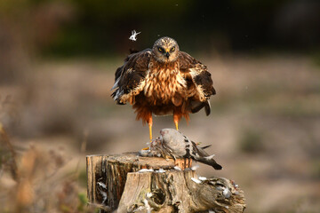 Aguila lagunero en el bosque mediterraneo cazando sus presas