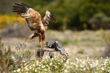 Aguila lagunero en el bosque mediterraneo cazando sus presas