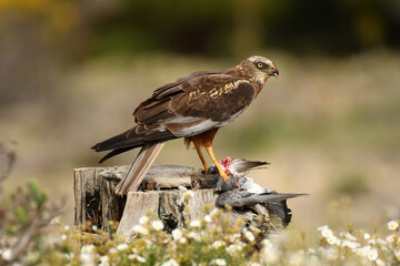 Aguila lagunero en el bosque mediterraneo cazando sus presas