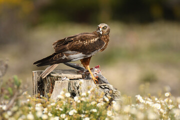 Aguila lagunero en el bosque mediterraneo cazando sus presas
