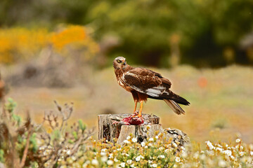 Aguila lagunero en el bosque mediterraneo cazando sus presas
