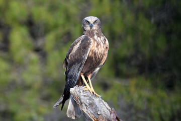 Aguila lagunero en el bosque mediterraneo cazando sus presas