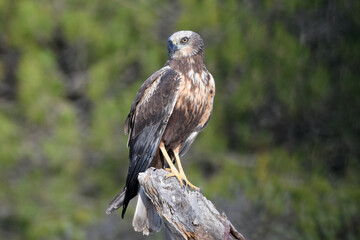 Aguila lagunero en el bosque mediterraneo cazando sus presas