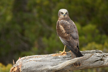 Aguila lagunero en el bosque mediterraneo cazando sus presas