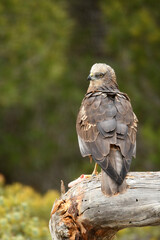 Aguila lagunero en el bosque mediterraneo cazando sus presas