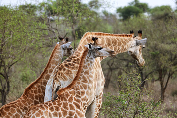 Safari