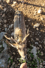 A male spotted deer with horns in the jungles of the Gir National Park in Gujarat, India. High quality photo © gidon