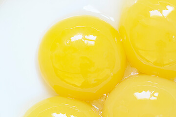Chicken bright yellow yolks in the white bowl close up macro 
