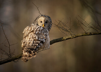 Ural owl ( Strix uralensis ) close up