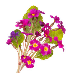 Bouquet of purple primroses isolated on white background. Spring wild flowers 