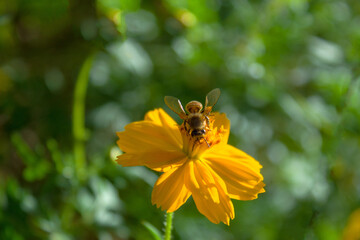 Abeja polinizando una flor amarilla en el jardín 