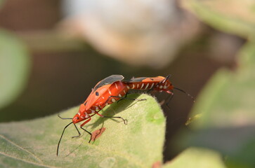 macro of a caterpillar