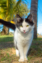 Naklejka na ściany i meble Gato blanco con manchas negras y ojos verdes sacando la lengua en el jardín 
