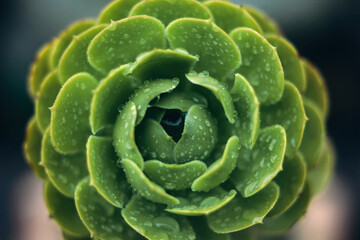 Fototapeta premium Close up succulents plants with water drops