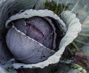 red cabbage in a garden