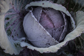 Fototapeta na wymiar red cabbage in a garden