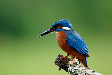 Male common kingfisher fishing from a mossy branch