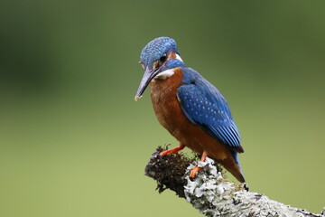 Male common kingfisher fishing from a mossy branch