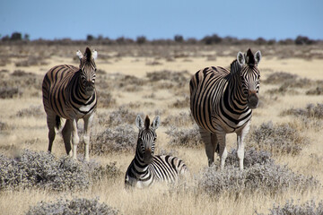 Fototapeta premium Safari
