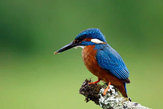 Male common kingfisher fishing from a mossy branch © Stephen