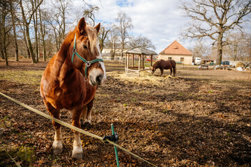 Close up portrait of sorrel bay adult horse stud in green halter standing and muzzle graze in...