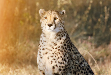 Gepard