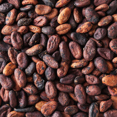 Uncooked cacao beans background