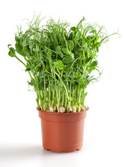 Fresh microgreens of pea in plastic pot isolated on white background