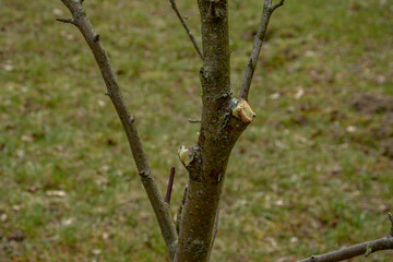 Improper pruning of trees using heading cuts.