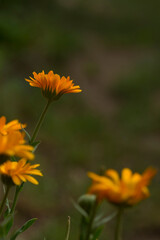 Flores de caléndula 