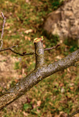 Improper pruning of trees using heading cuts.