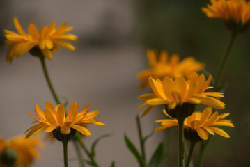 Flores de caléndula 