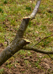 Improper pruning of trees using heading cuts.
