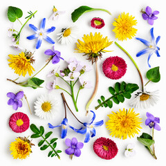 Meadow flowers pattern and creative background.