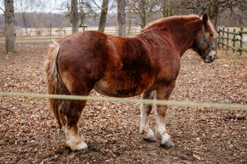 Close up portrait of sorrel bay adult horse stud in green halter standing and muzzle graze in meadow, beautiful bay horse walking in paddock on farm field, autumn winter day, blurred background