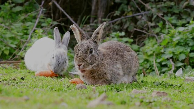 Bunnys eat chew carrot. Animals food and pets concept. Two Adorable fluffy little rabbits chews a carrot. Zoo, farm. White and gray hares sit on green grass