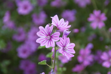 Wild mallow - Althaea officinalis, Malva sylvestris, Mallow plant with lilac pink flowers, ornamental and medicinal plant