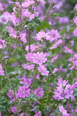 Obraz premium Wild mallow - Althaea officinalis, Malva sylvestris, Mallow plant with lilac pink flowers, ornamental and medicinal plant