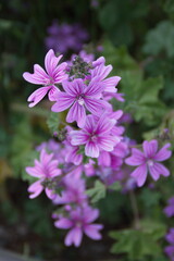 Wild mallow - Althaea officinalis, Malva sylvestris, Mallow plant with lilac pink flowers, ornamental and medicinal plant