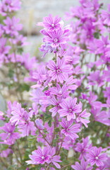 Wild mallow - Althaea officinalis, Malva sylvestris, Mallow plant with lilac pink flowers, ornamental and medicinal plant