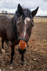 Fototapeta premium Close up portrait of brown adult horse stud in black halter standing and muzzle graze in meadow, Beautiful bay horse walking in paddock on farm field, autumn winter day, blurred background, cloudy sky