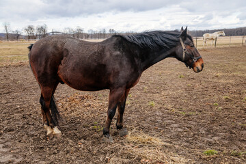 Close up portrait of brown adult horse stud in black halter standing and muzzle graze in meadow, Beautiful bay horse walking in paddock on farm field, autumn winter day, blurred background, cloudy sky