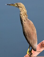 Heron near lake water. Indian pond heron