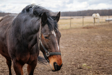 Close up portrait of brown adult horse stud in black halter standing and muzzle graze in meadow, beautiful bay horse walking in paddock on farm field, autumn winter day, blurred background, cloudy sky