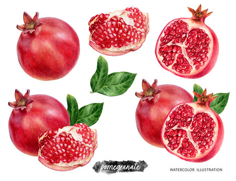 Pomegranate set watercolor illustration isolated on white background.