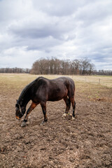 Close up portrait of brown adult horse stud in black halter standing and muzzle graze in meadow,...